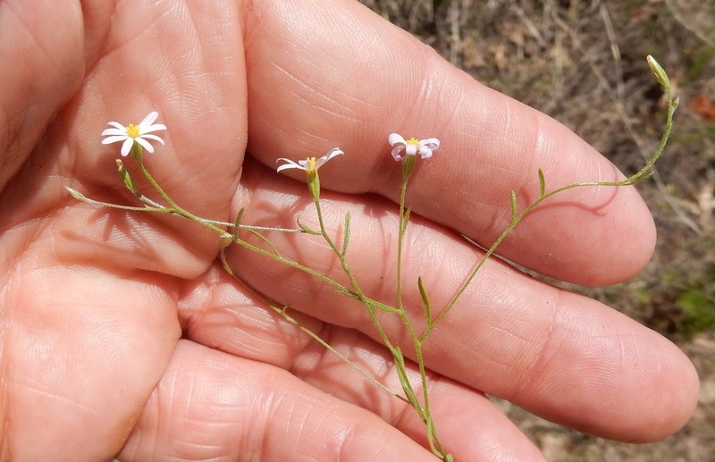 Arkansas Leastdaisy photo 8