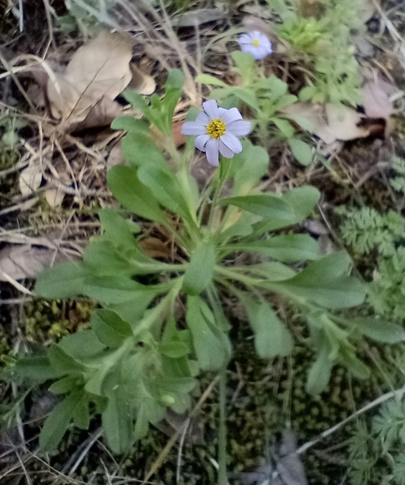 Whiteray Leastdaisy