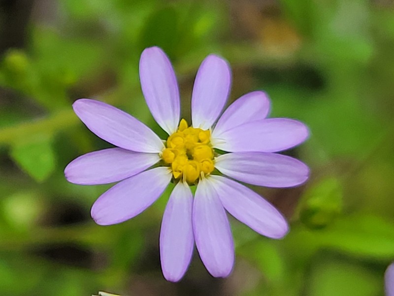 Whiteray Leastdaisy photo 2