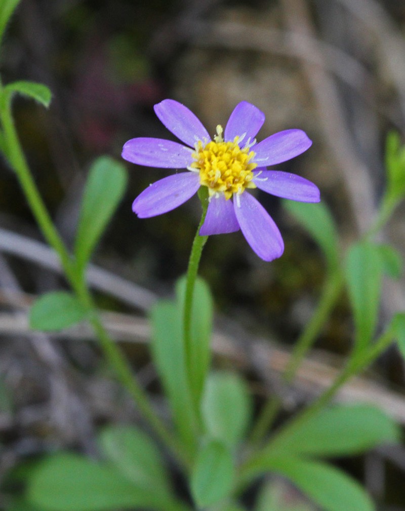 Whiteray Leastdaisy photo 3