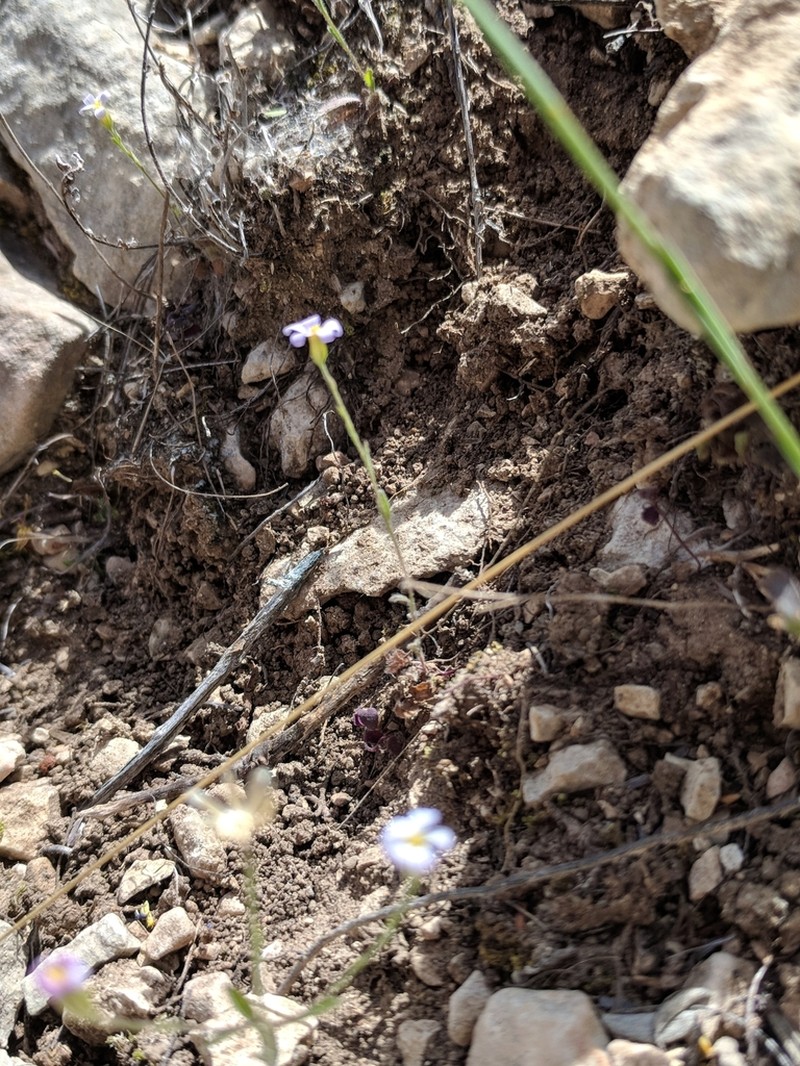 Whiteray Leastdaisy photo 4