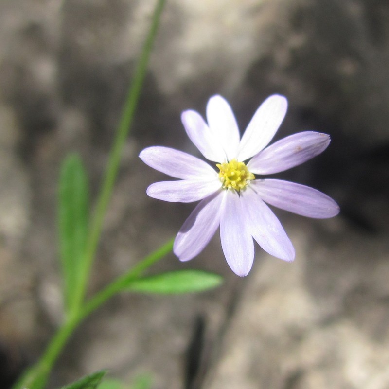 Whiteray Leastdaisy photo 5