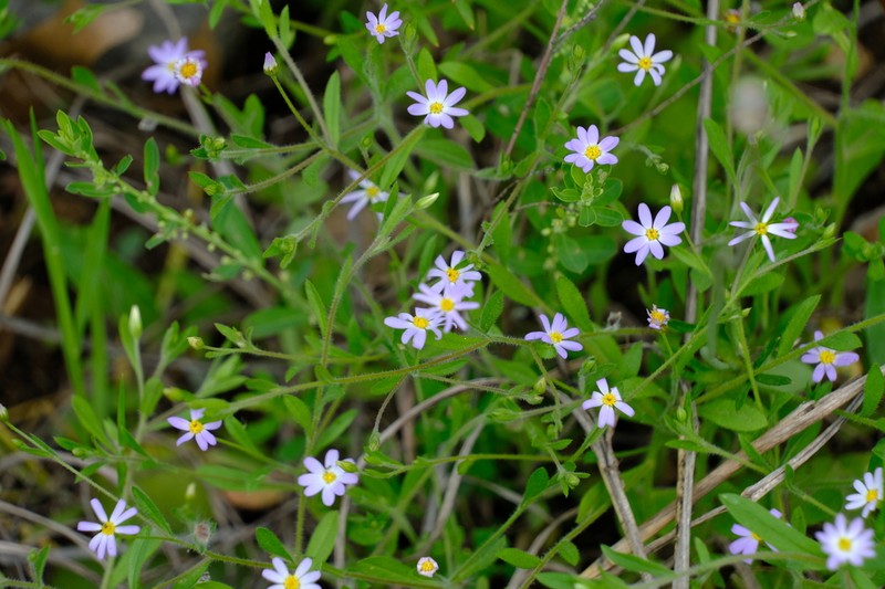 Whiteray Leastdaisy photo 6