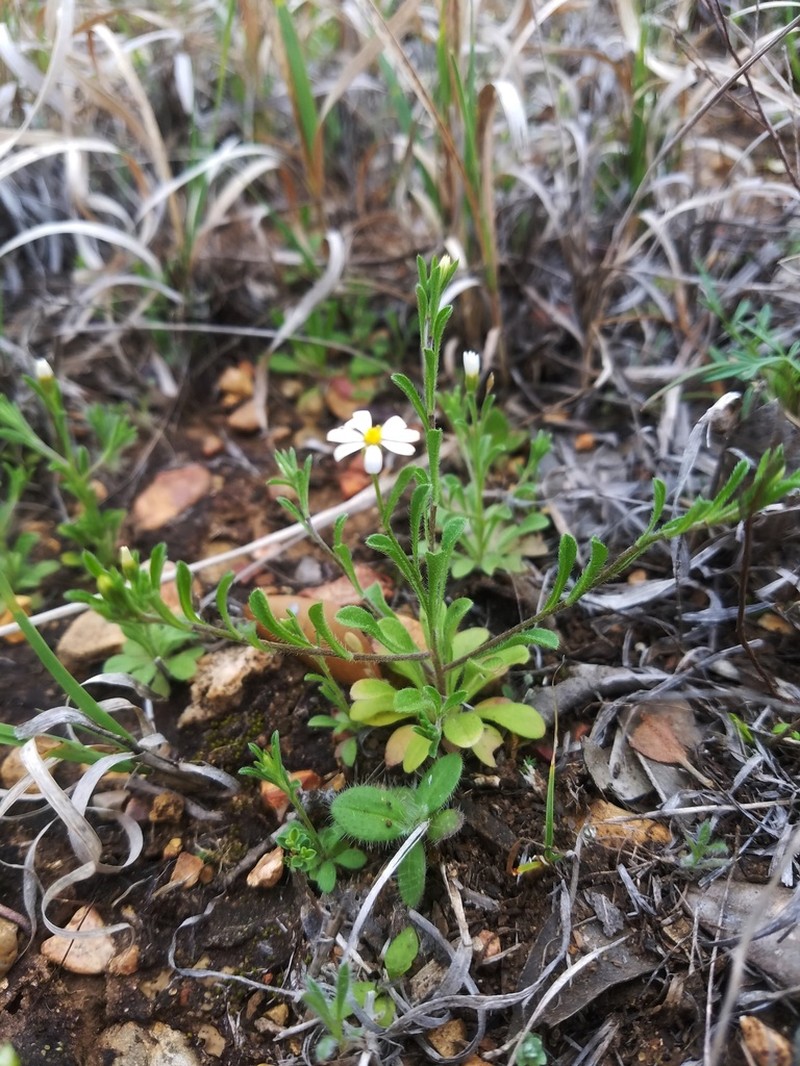 Whiteray Leastdaisy photo 7