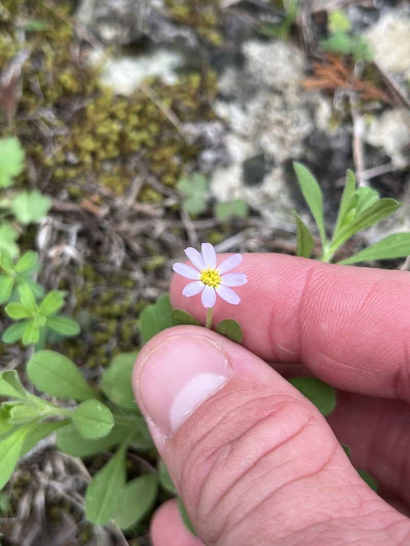 Whiteray Leastdaisy photo 8