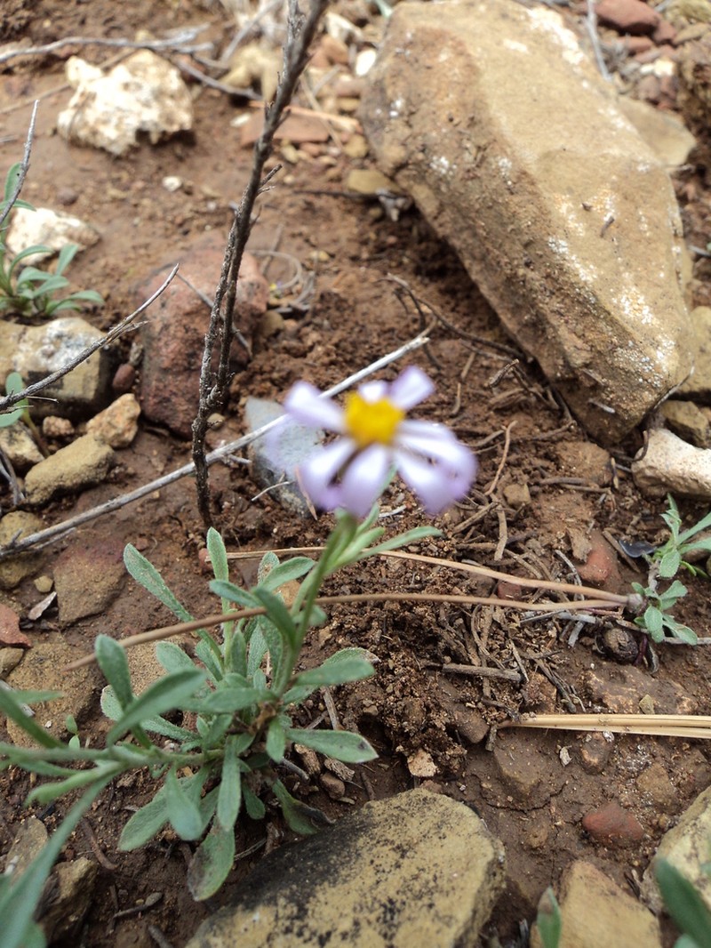 Manyflower Leastdaisy