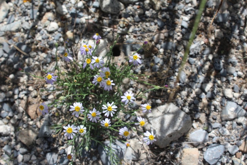 Manyflower Leastdaisy photo 2