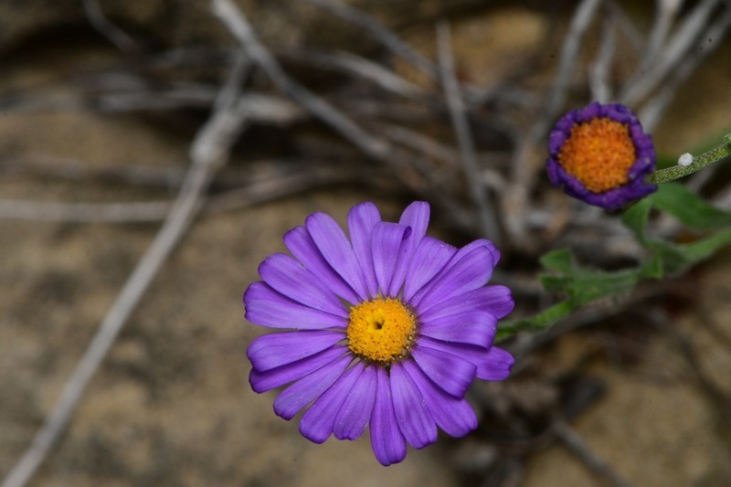 Manyflower Leastdaisy photo 3