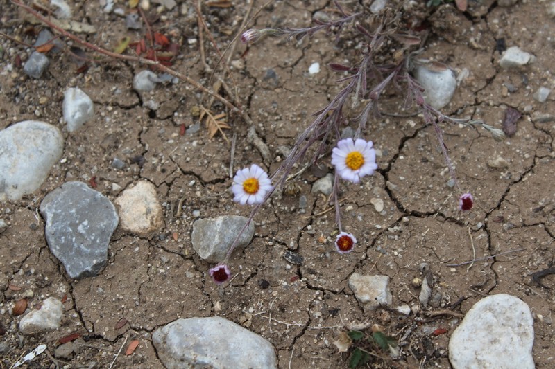 Manyflower Leastdaisy photo 4