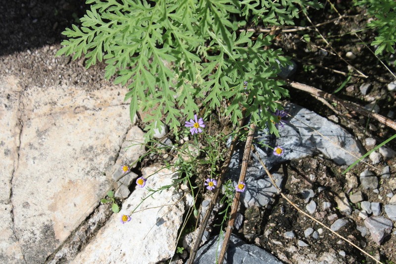Manyflower Leastdaisy photo 6