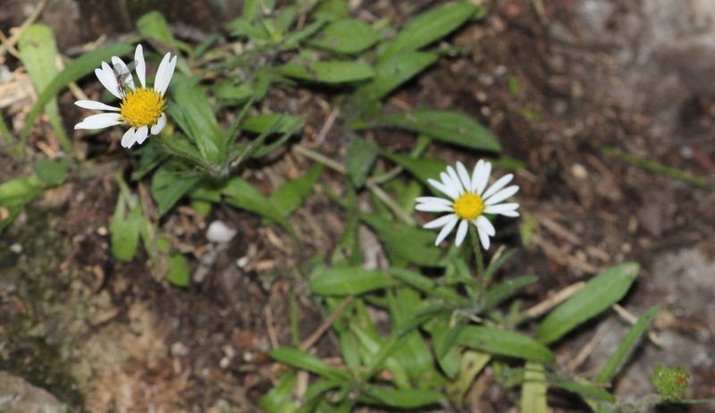 Manyflower Leastdaisy photo 7