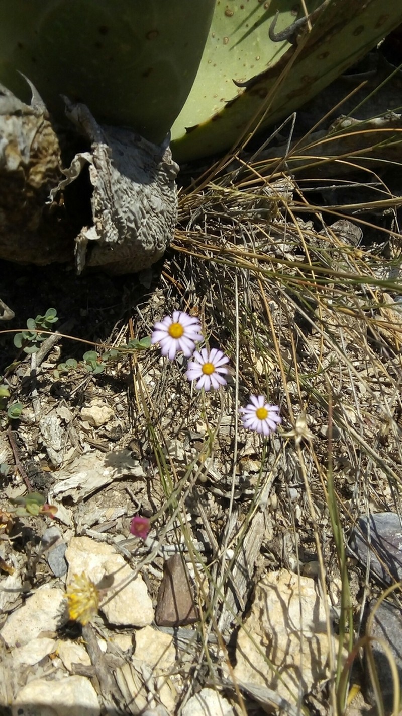 Manyflower Leastdaisy photo 8