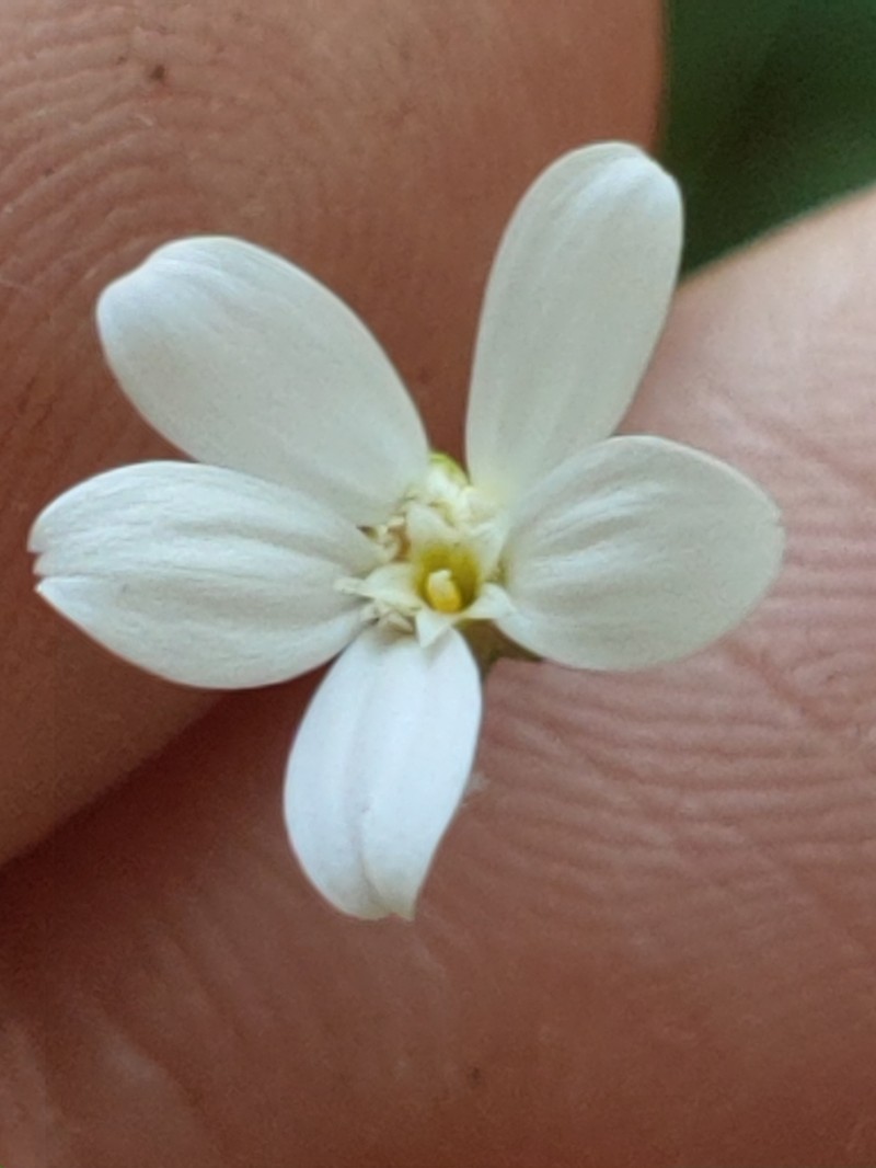 Spreading Leastdaisy