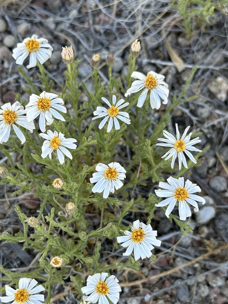 Rose Heath photo 3