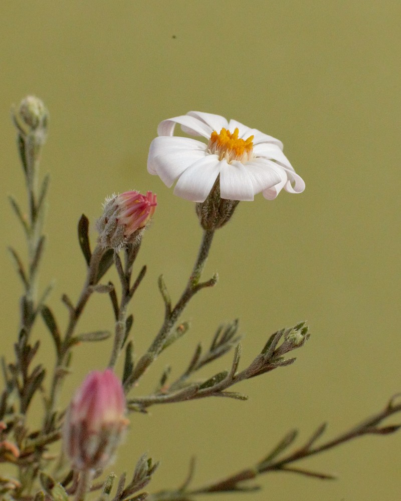 Rose Heath photo 4