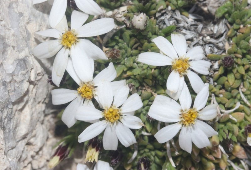 Guadalupe Leastdaisy photo 2