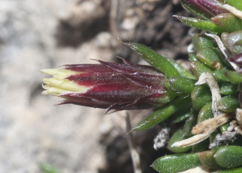 Guadalupe Leastdaisy photo 3