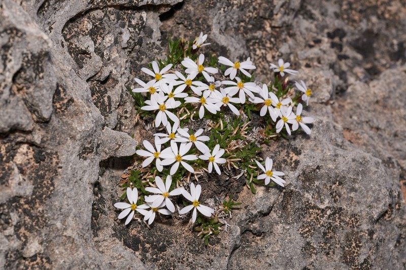 Guadalupe Leastdaisy photo 5