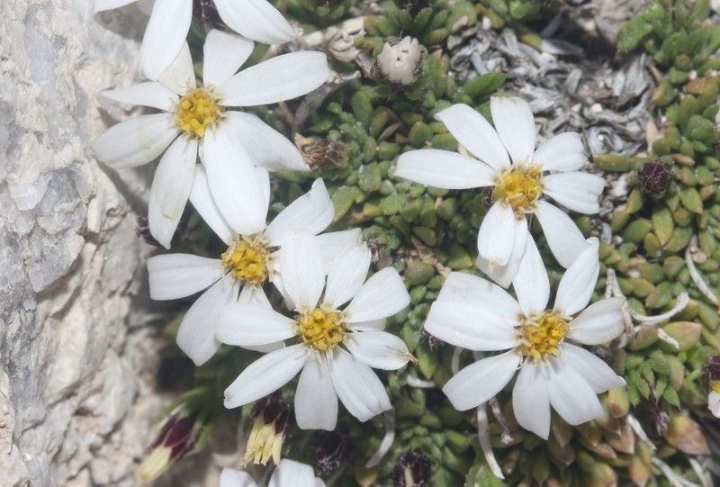 Guadalupe Leastdaisy photo 6