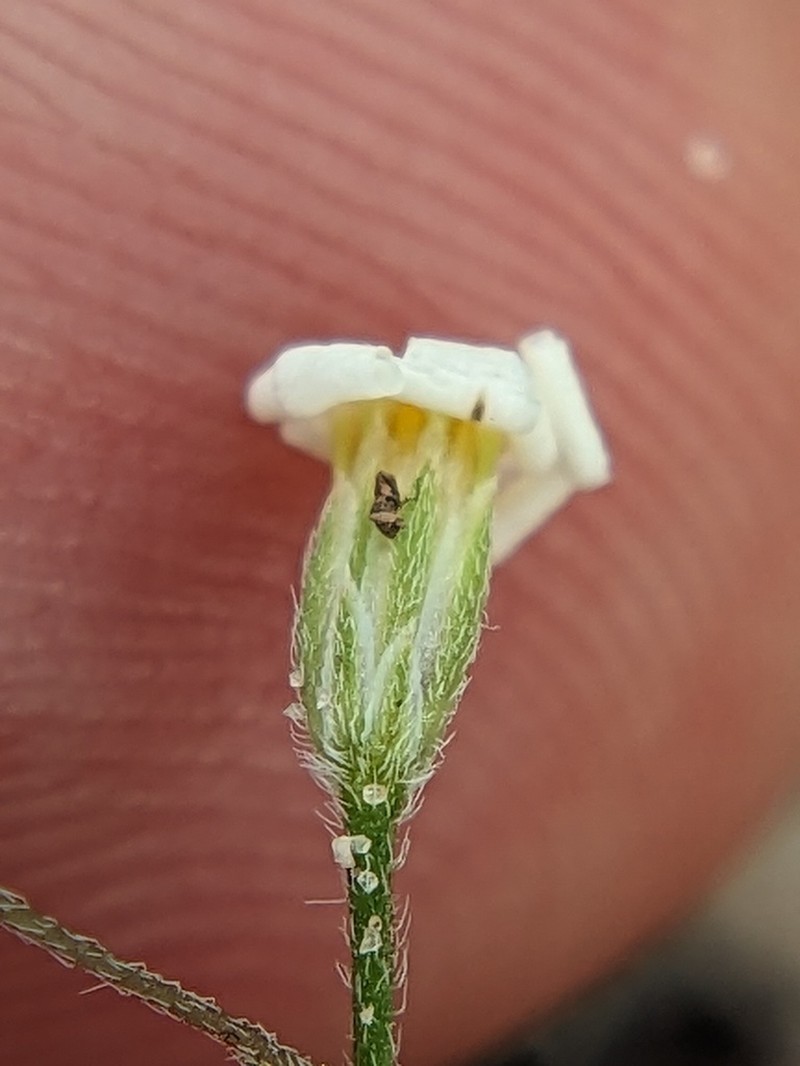 Awnless Leastdaisy photo 2