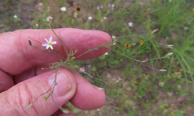 Awnless Leastdaisy photo 3
