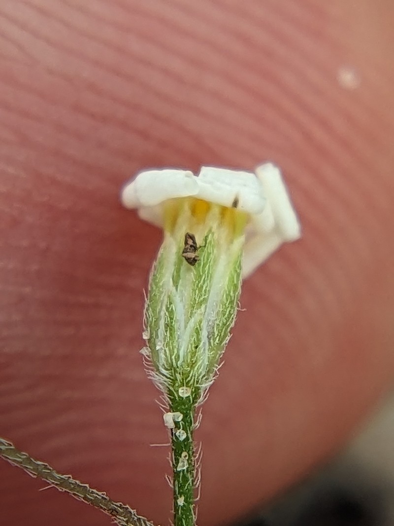 Awnless Leastdaisy photo 4