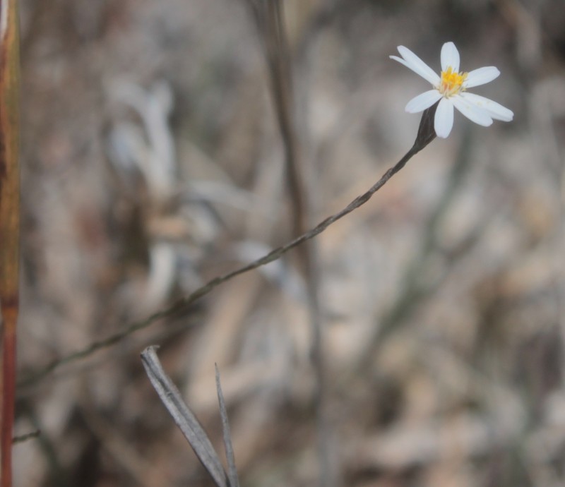 Chaetopappa keerlioides photo 2
