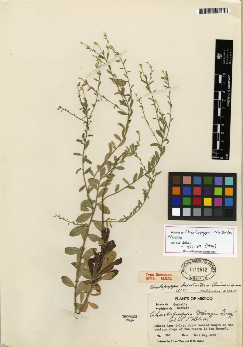 Chaetopappa keerlioides photo 3