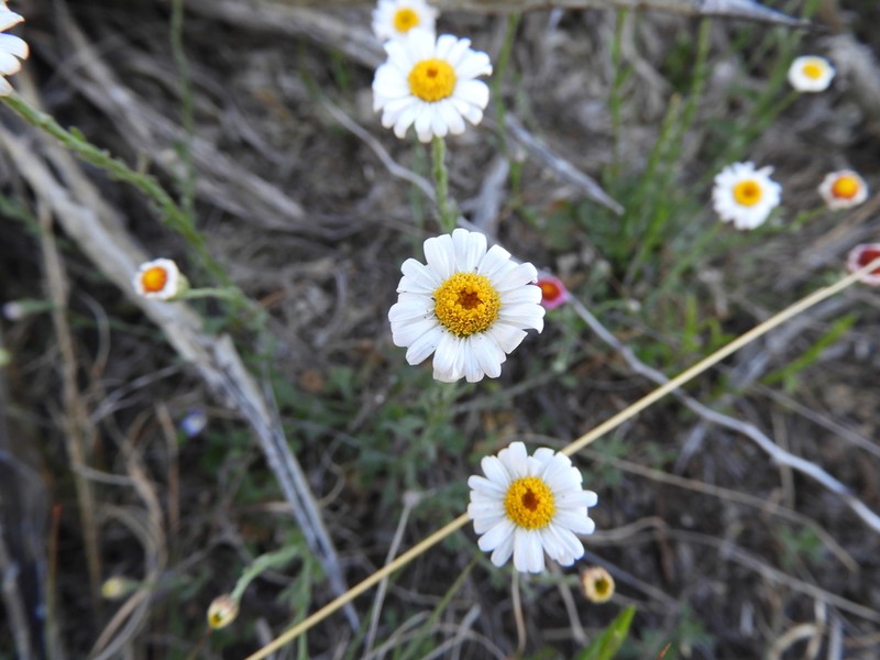 Parry's Leastdaisy