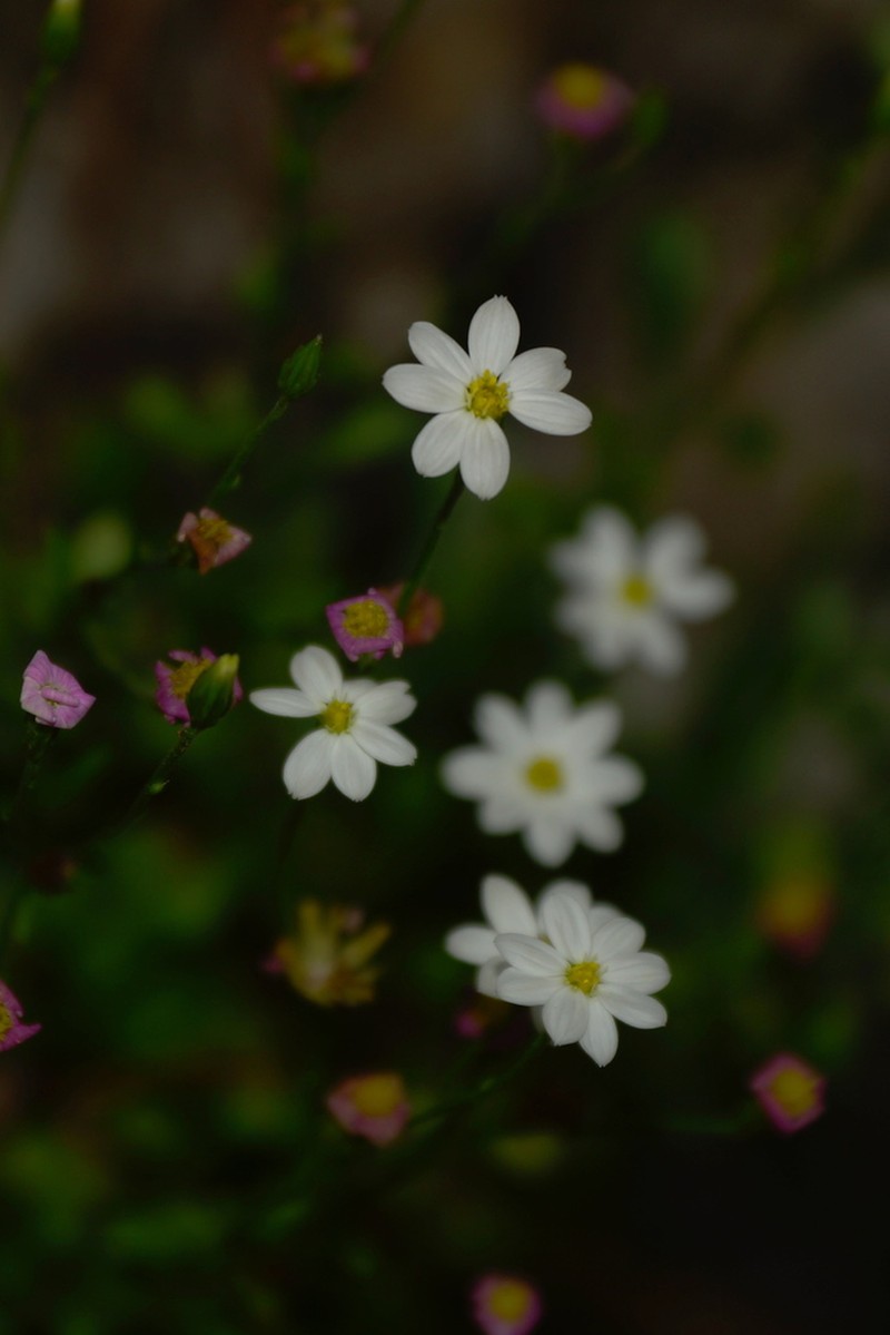 Parry's Leastdaisy photo 2