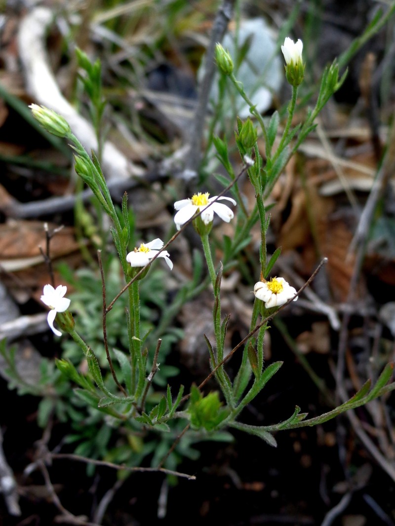 Parry's Leastdaisy photo 3