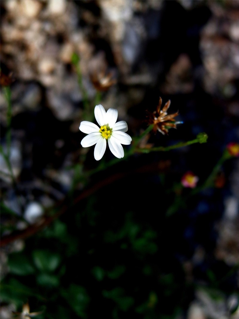 Parry's Leastdaisy photo 4