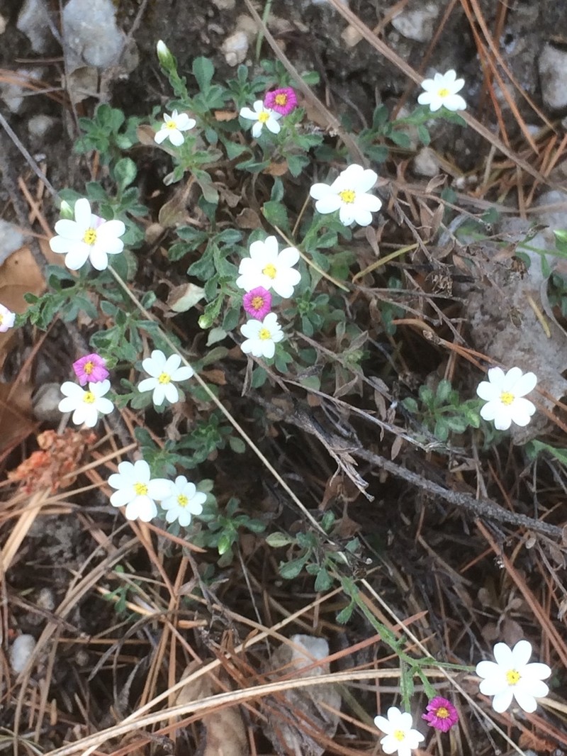 Parry's Leastdaisy photo 5
