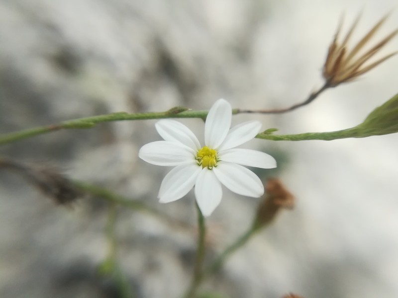 Parry's Leastdaisy photo 6