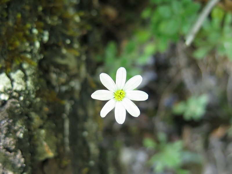 Parry's Leastdaisy photo 7