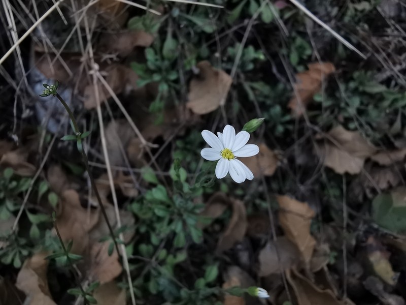 Parry's Leastdaisy photo 8