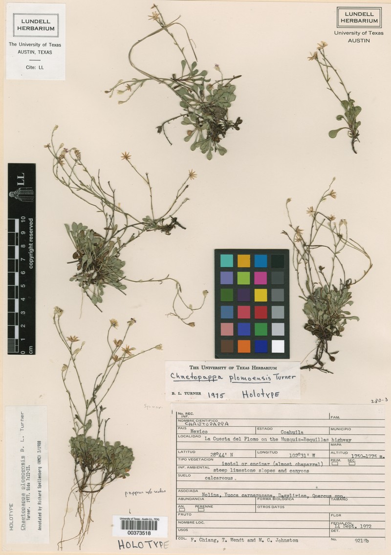 Chaetopappa plomoensis