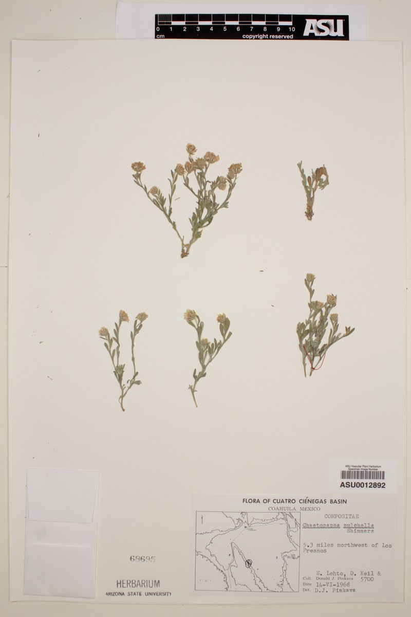 Chaetopappa pulchella
