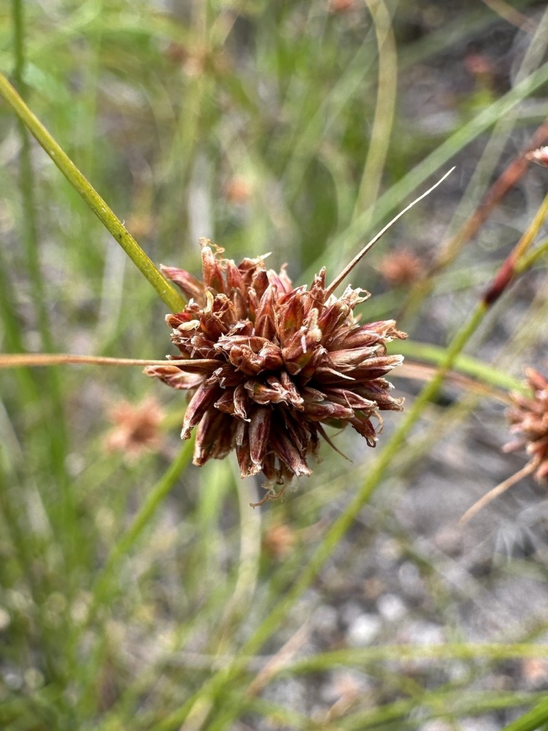 Chaetospora subbulbosa