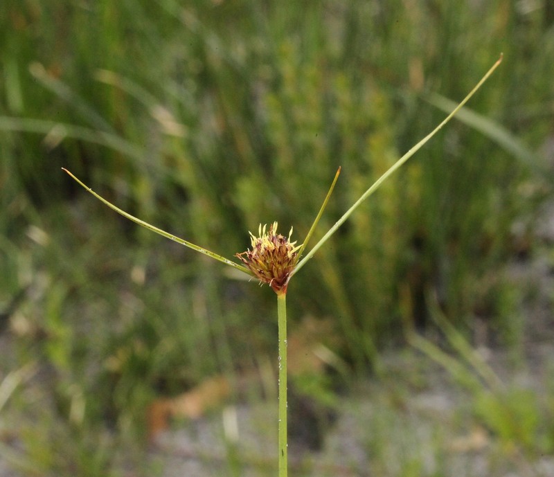 Chaetospora subbulbosa photo 3