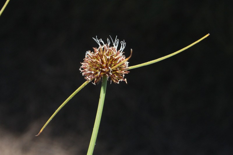 Chaetospora subbulbosa photo 5
