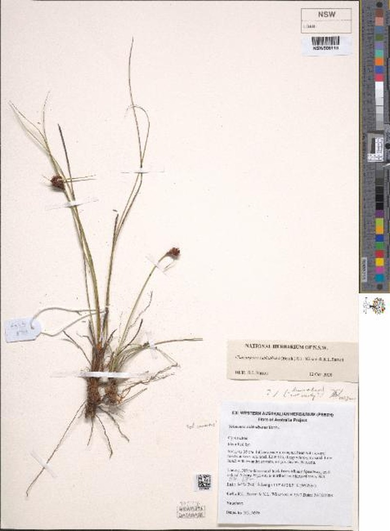 Chaetospora subbulbosa photo 6