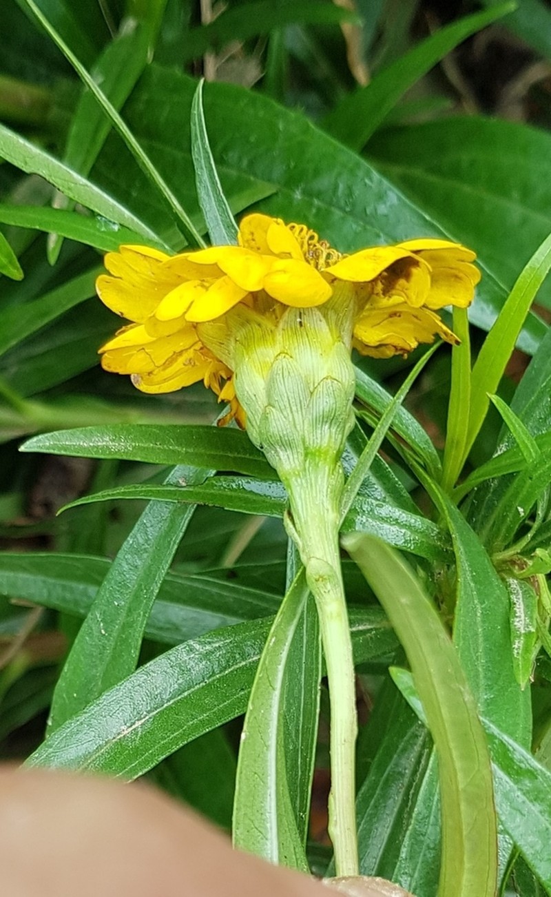 Chaetymenia peduncularis photo 2