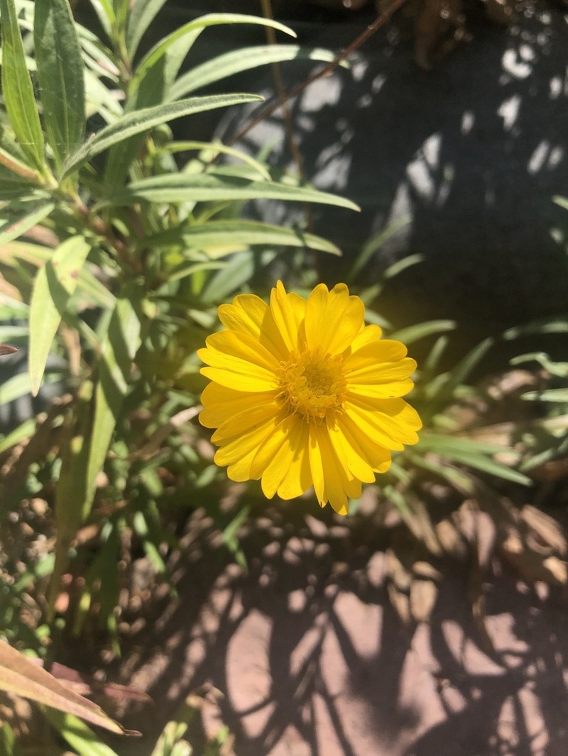 Chaetymenia peduncularis photo 3