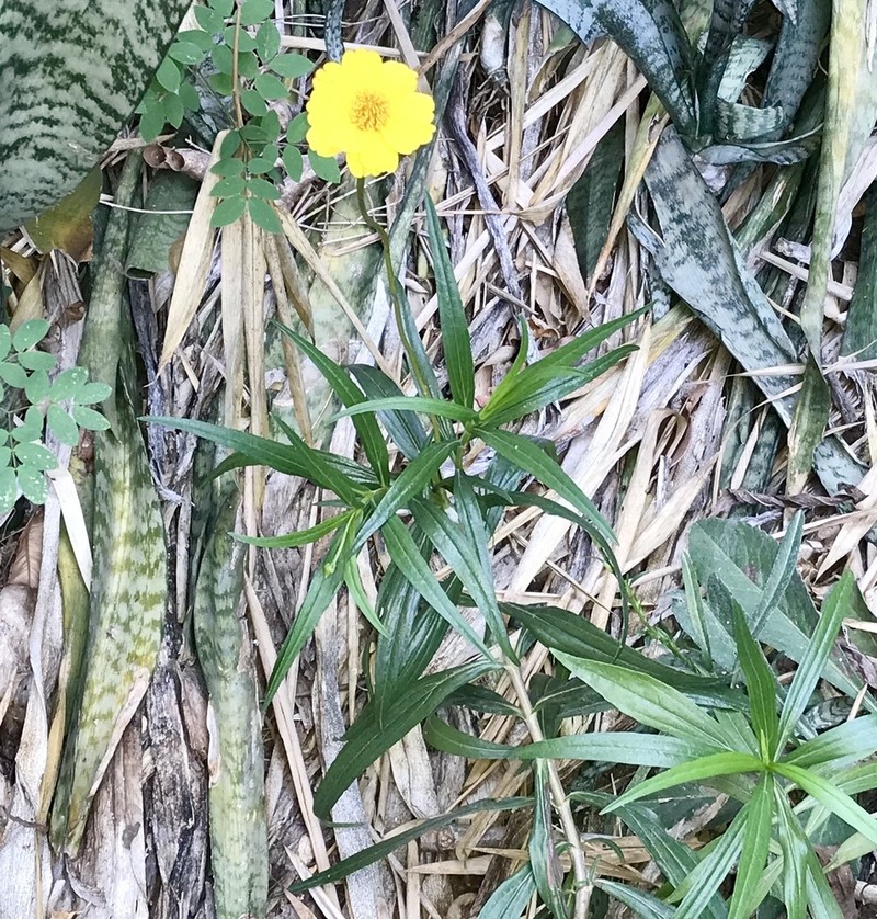 Chaetymenia peduncularis photo 5