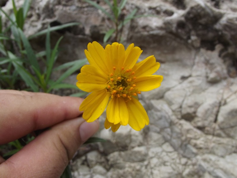 Chaetymenia peduncularis photo 6