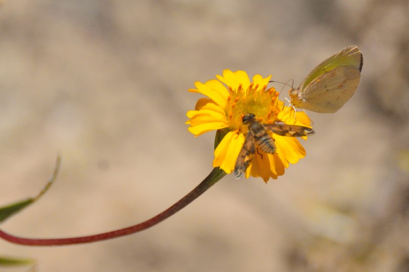 Chaetymenia peduncularis photo 7