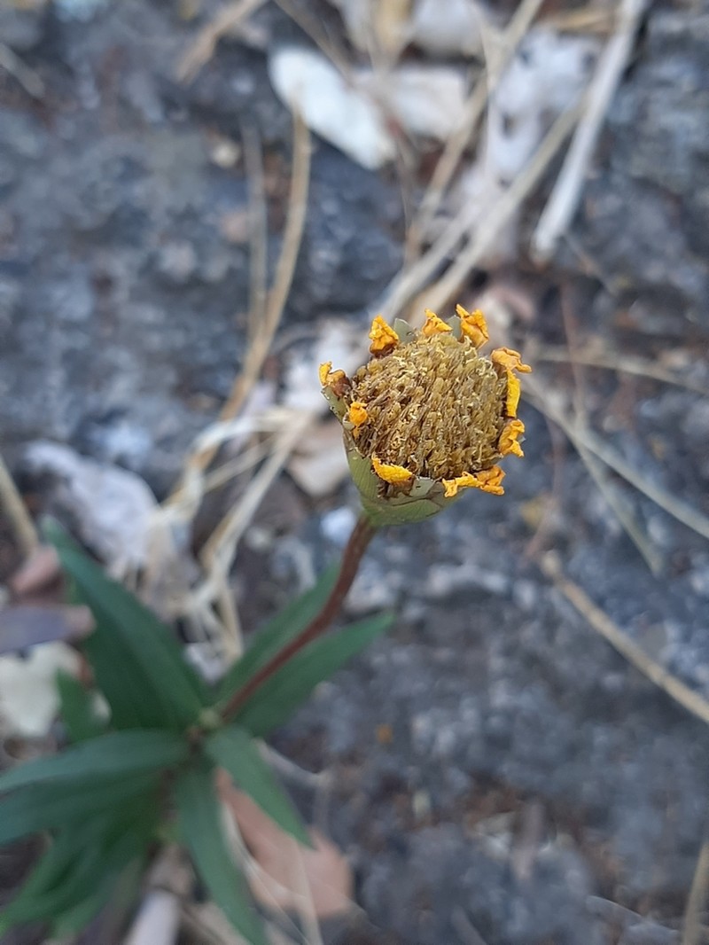 Chaetymenia peduncularis photo 8