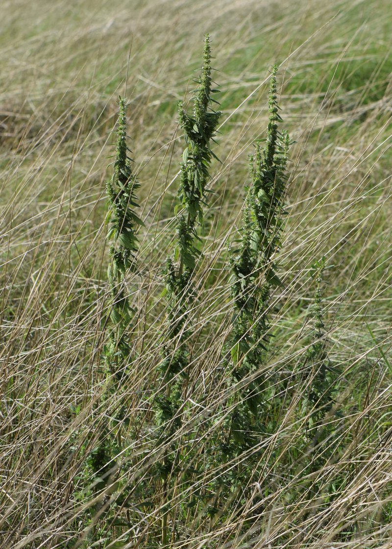 Lion's Tail photo 3