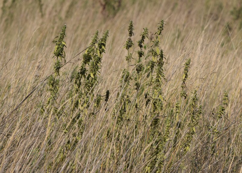 Lion's Tail photo 4